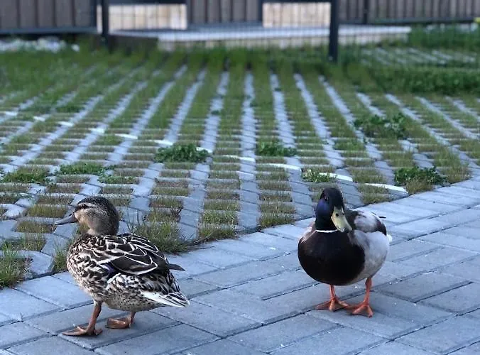 Apartamentai Sunny * パランガ